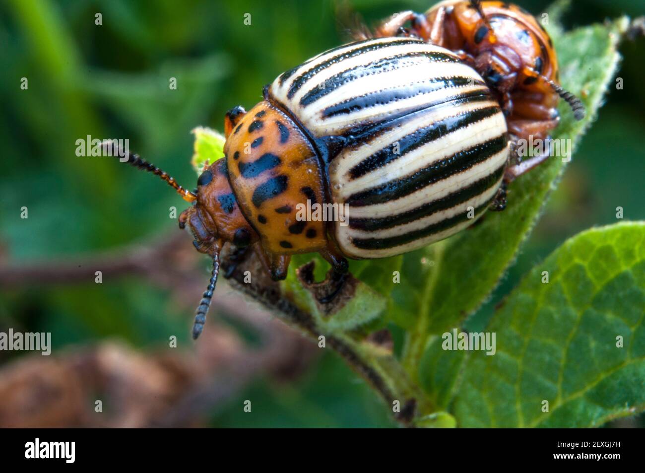 Potato beetle (Leptinotarsa decemlineata) is a serious pest of potatoes