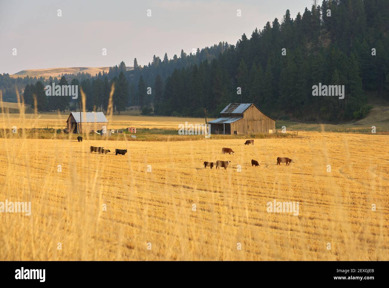 Cattle Grazing Washington State. Cattle grazing in the Palouse area of ...