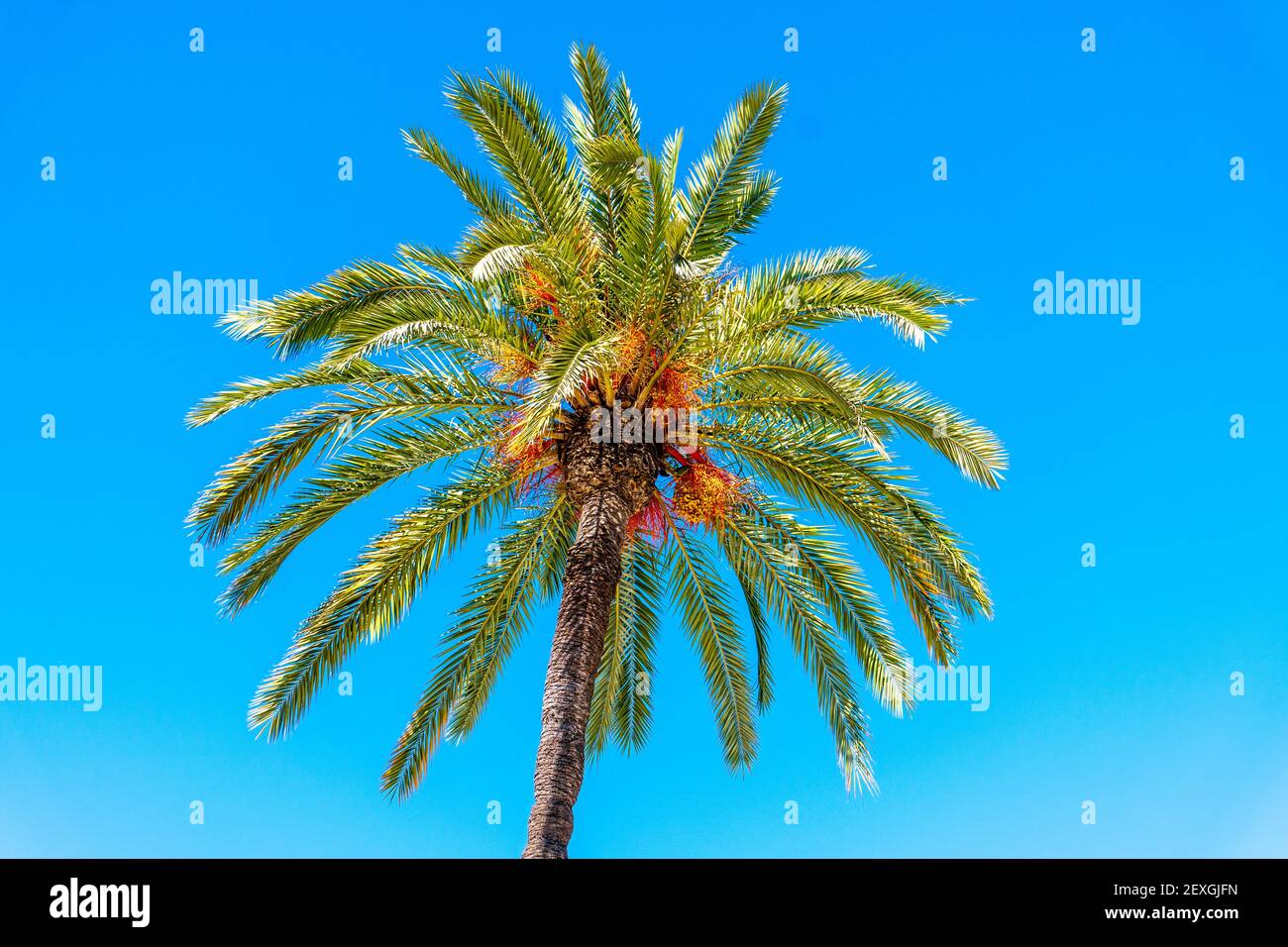 A low angle shot of a tall palm tree under a bright sky Stock Photo - Alamy
