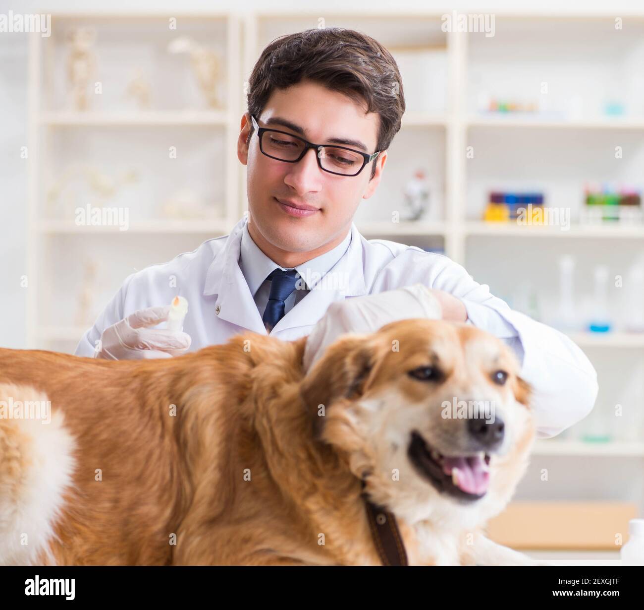 The doctor examining golden retriever dog in vet clinic Stock Photo Alamy
