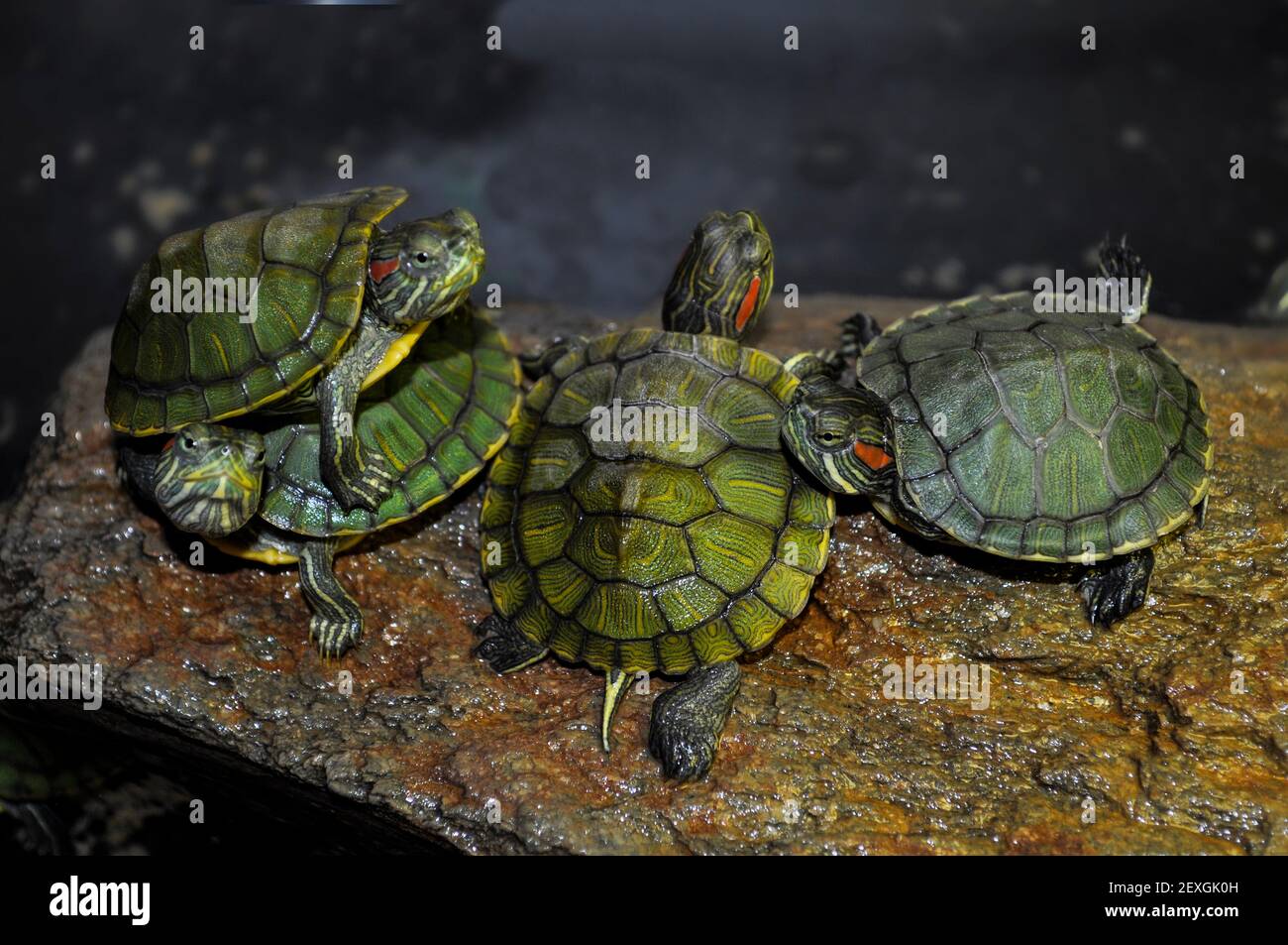 Red-eared turtle in freshwater aquarium Stock Photo
