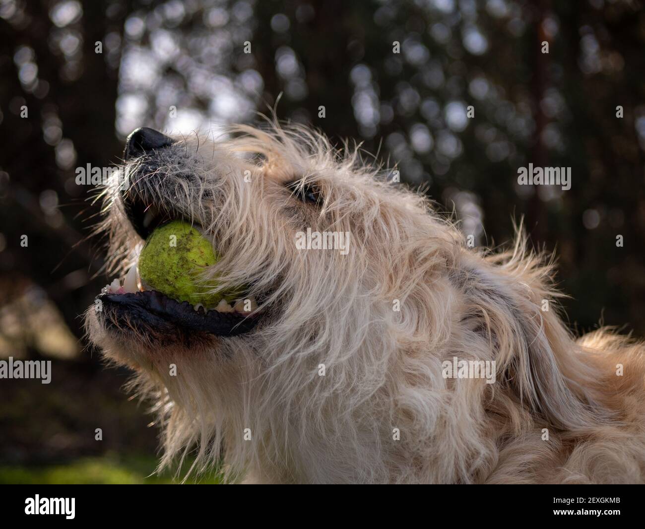 A closeup shot of a white fluffy curly dog playing with a ball on the ...