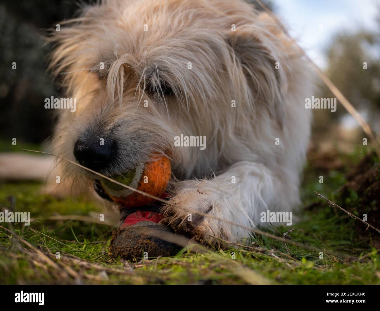 A closeup shot of a white fluffy curly dog playing with a ball on the ...