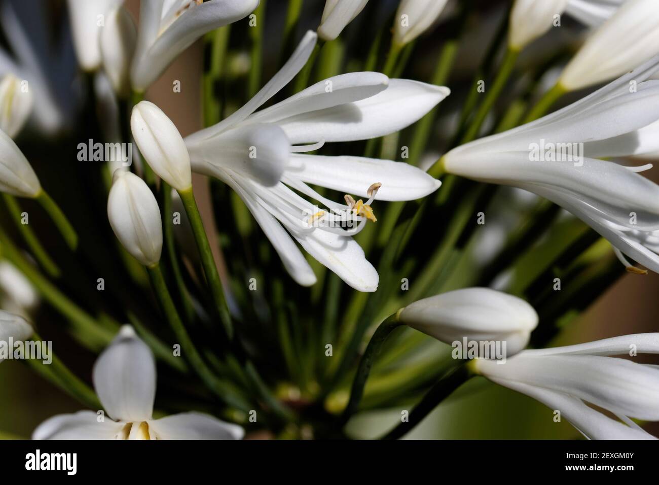 Agapanthus is the only genus in the subfamily Agapanthoideae of the flowering plant family Amaryllidaceae. Stock Photo