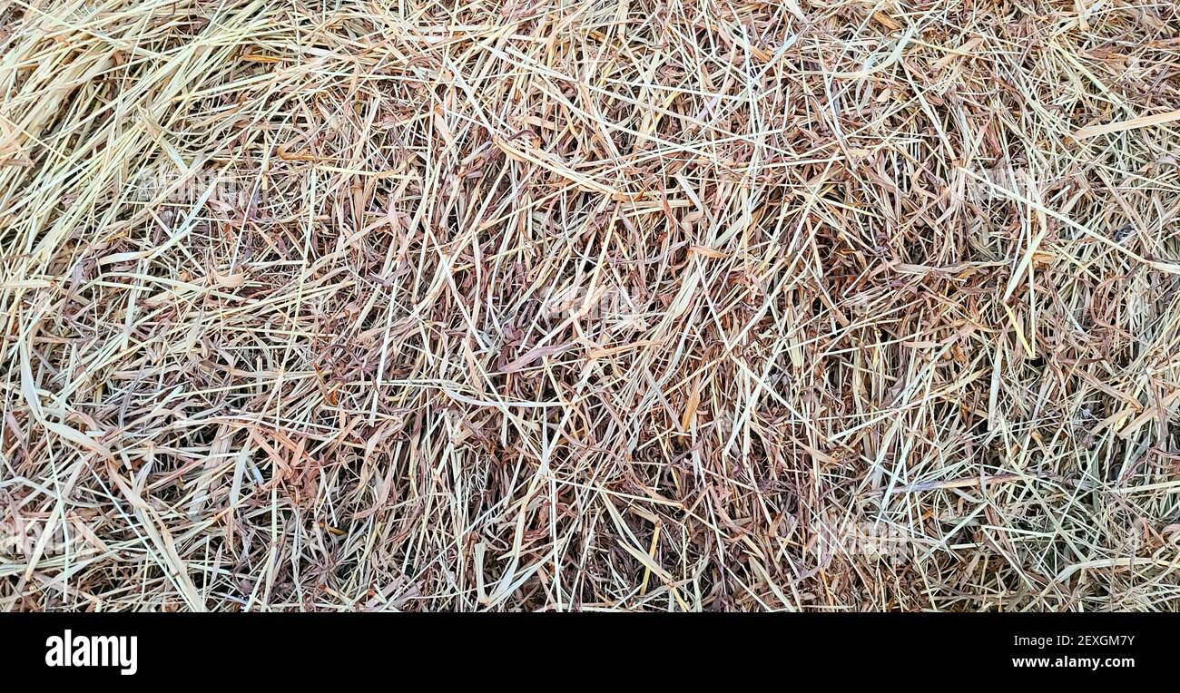 Crabgrass hires stock photography and images Alamy