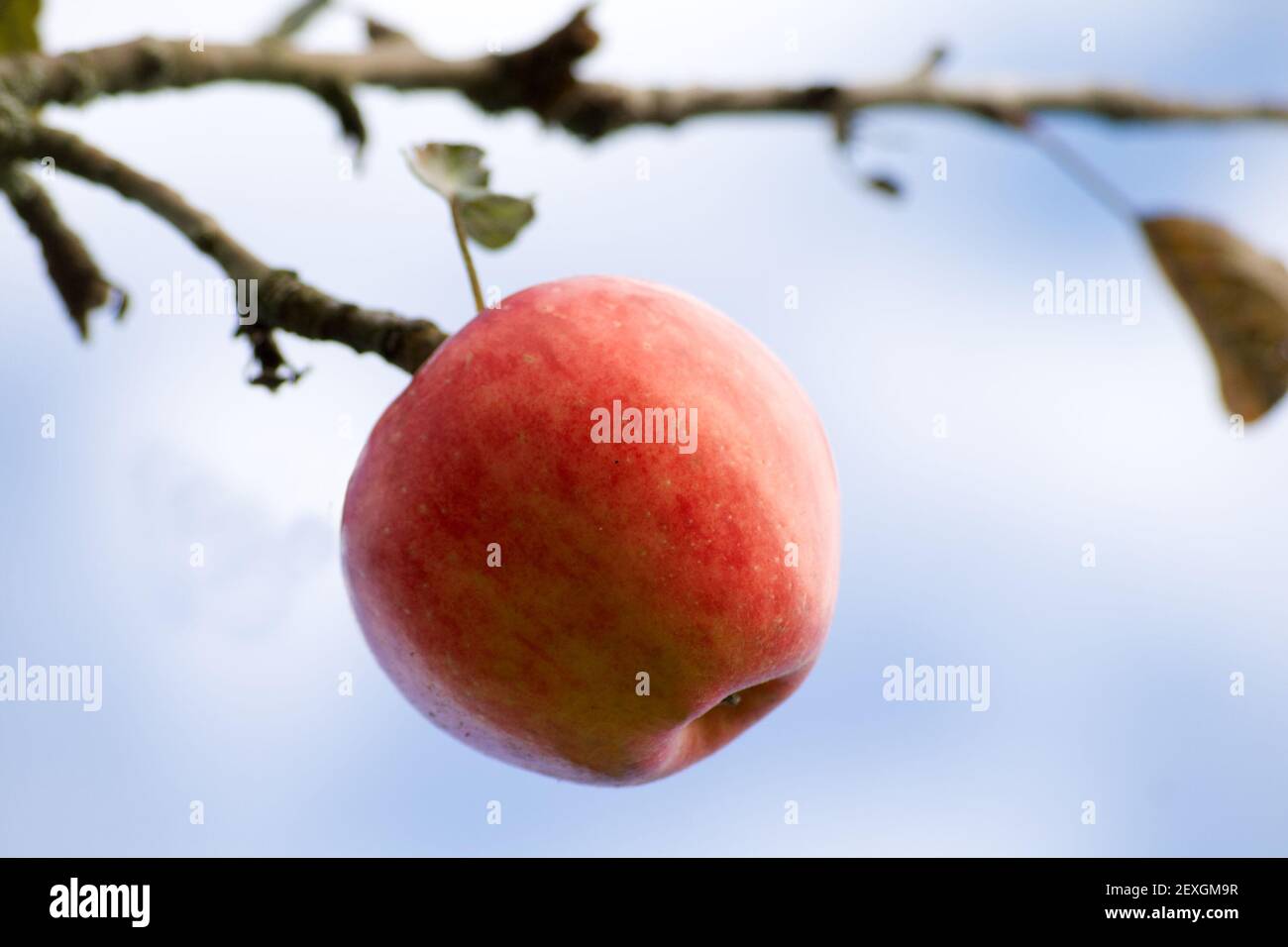 red apple hanging on tree branch Stock Photo - Alamy
