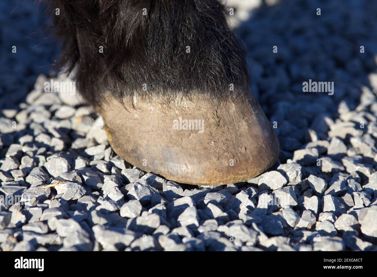 Lame horse hires stock photography and images Alamy