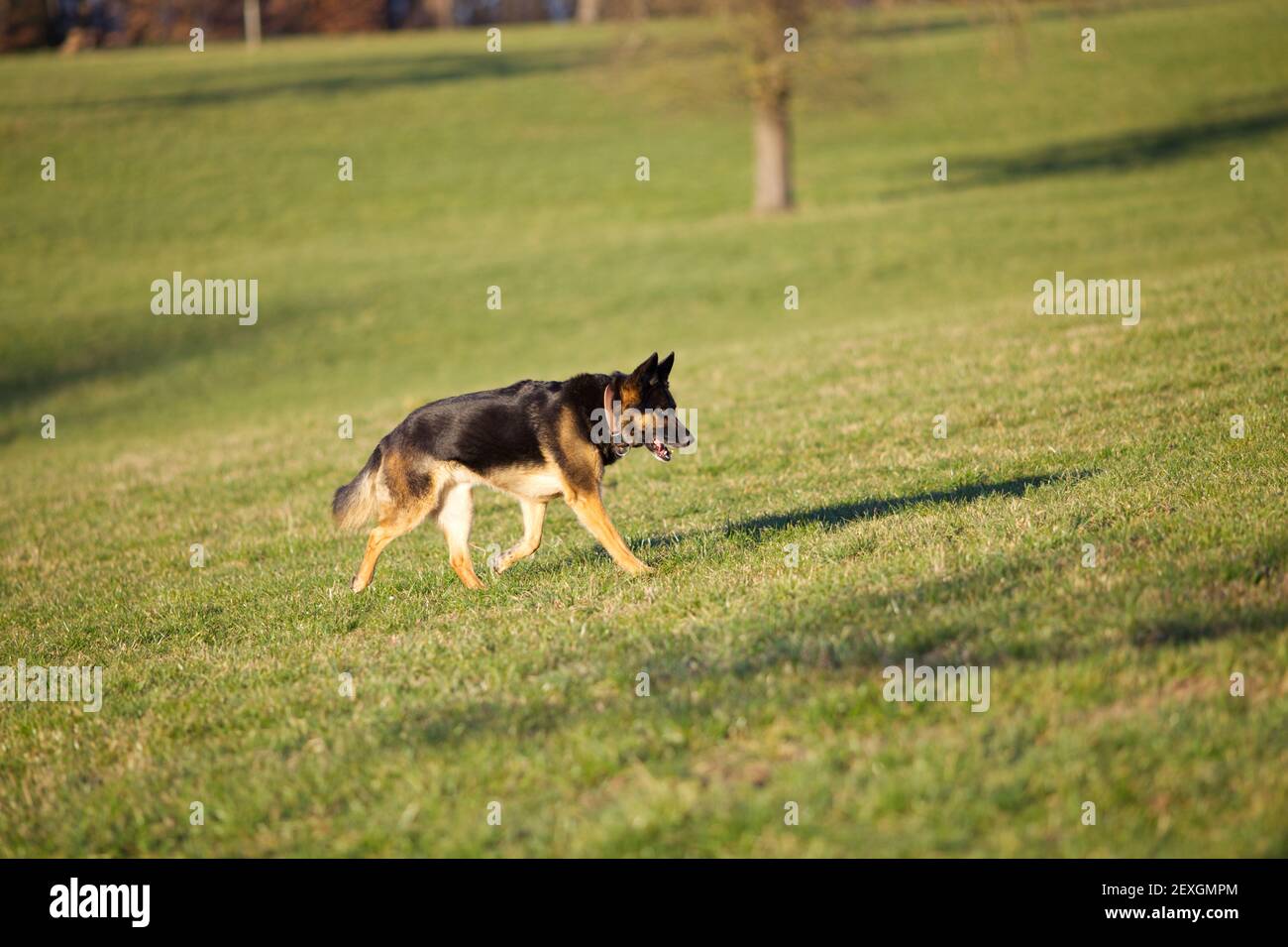 German Shepherd dog run free in meadow Stock Photo Alamy