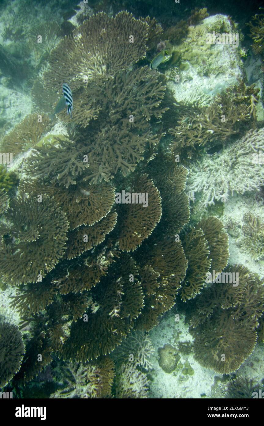 Underwater Scenes. Structure of Acropora clathrata a member of Table and Staghorn Corals Family Acroporidae Stock Photo