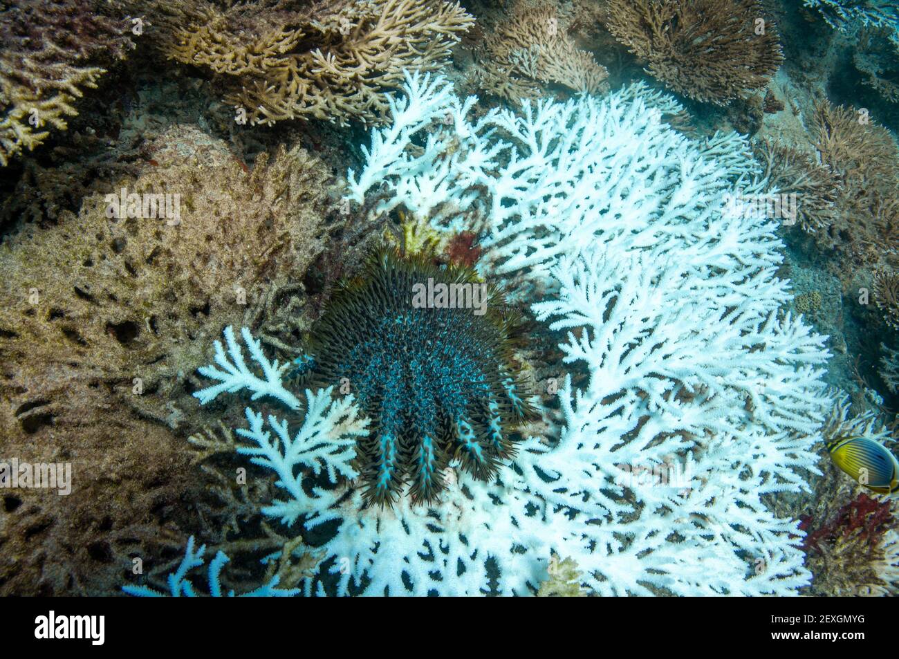 Long-spined Crown-of-Thorns, Acanthaster planci, eating coral Structure of Acropora clathrata. Bleaching Coral Stock Photo