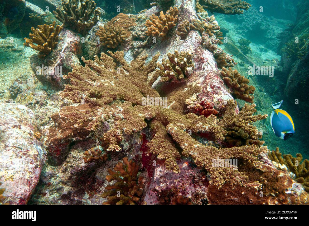 Small structure of Acropora abrotanoides a member of Table and Staghorn Corals Family Acroporidae Stock Photo