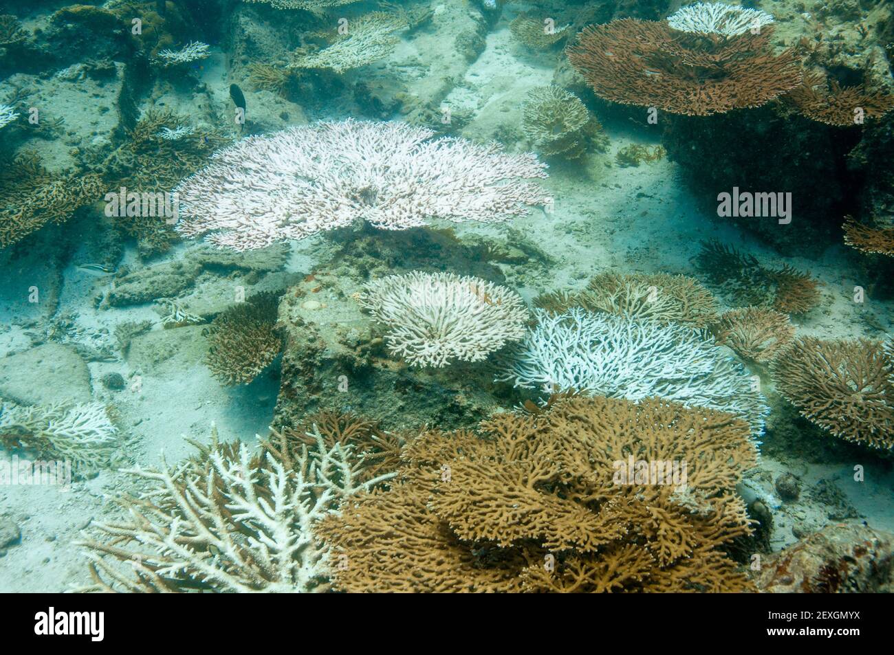 Coral bleaching. Structure of Acropora clathrata a member of Table and Staghorn Corals Family Acroporidae Stock Photo