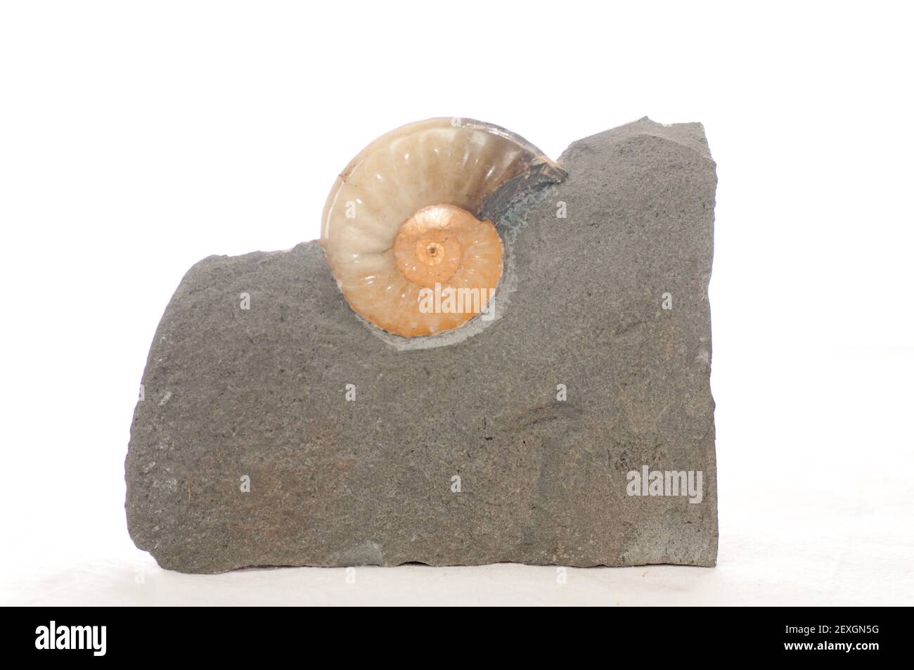 colorful ammonite crystal shell fossil in sedimentary rock Stock Photo