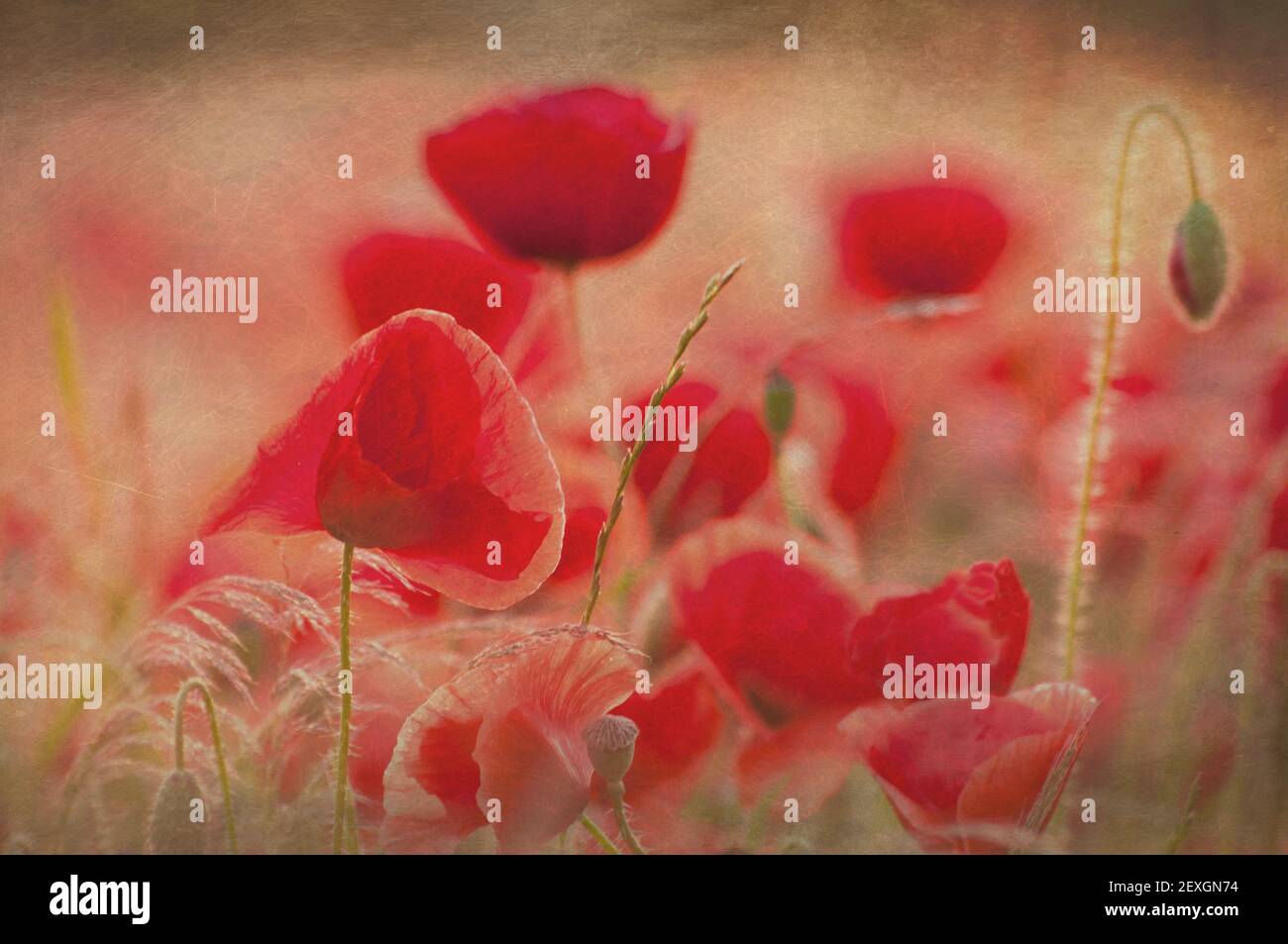 Abstract art poppies hi-res stock photography and images - Alamy