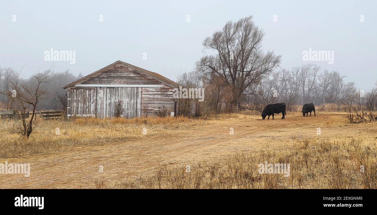 Old Farm Outbuilding and Two Black Angus Steers Stock Photo Alamy