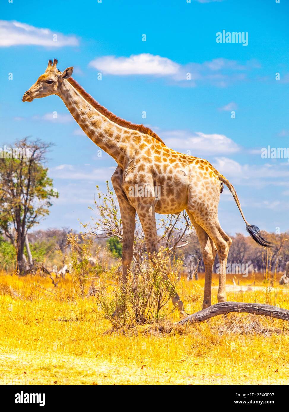 Cute giraffe in african savanna Stock Photo