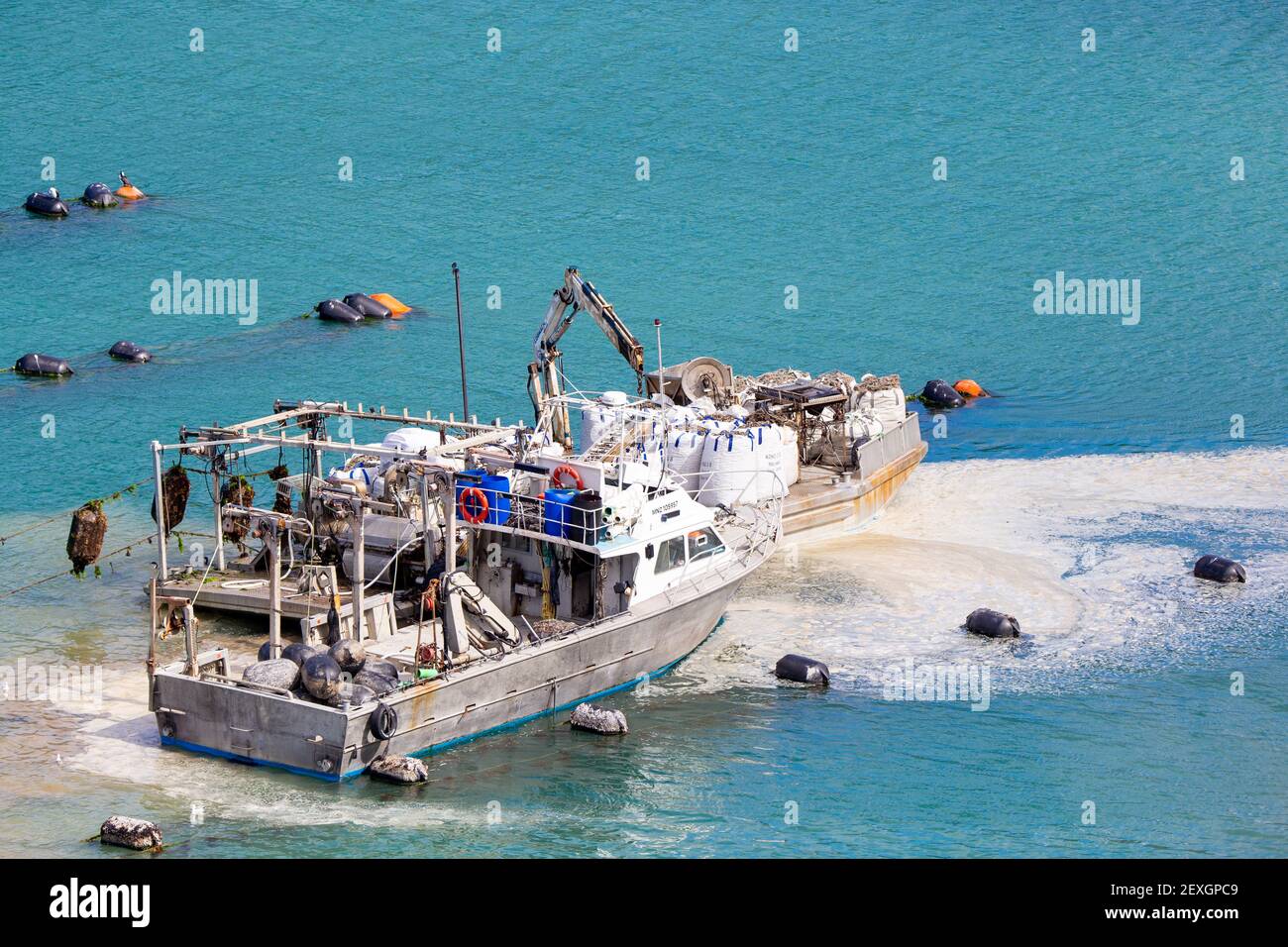 Harvesting shellfish new zealand hires stock photography and images