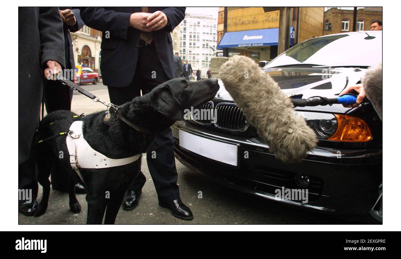 David Blunkett at a photocall outside New Scotland Yard to launch the new Assets Recovery Agency, created to chase the assets of known criminals. Mr. Blunketts new dog smells TV microphones in front of a recovered BMW.pic David Sandison 24/2/2003 Stock Photo