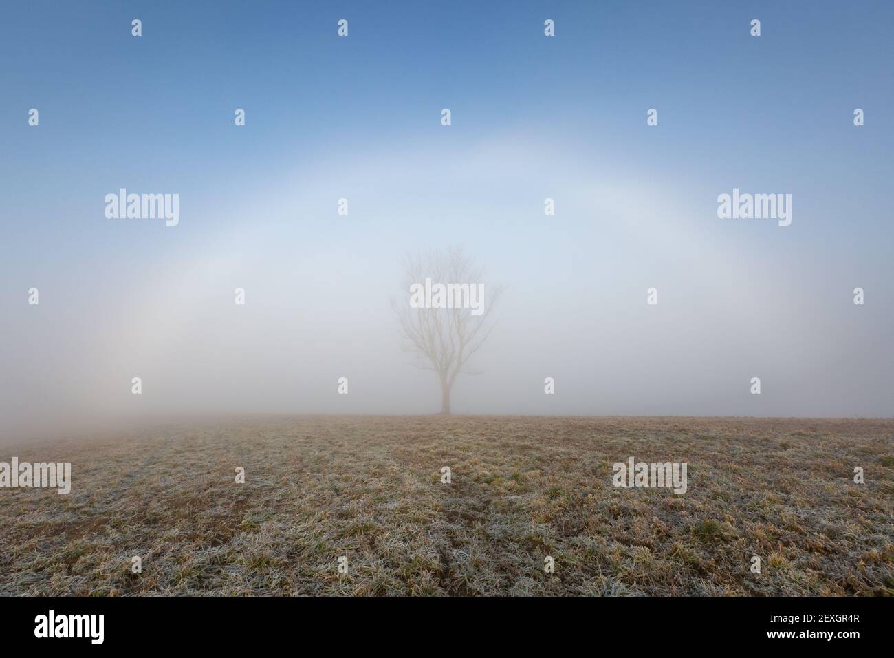 Fogbow and a tree in the rural landscape of Turiec region, Slovakia. Stock Photo