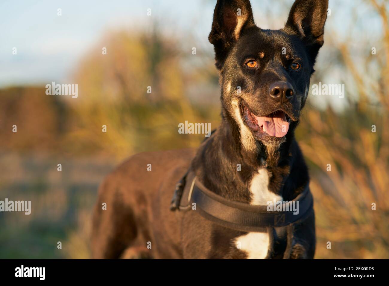 Black dog with alert brown and white spots in a green field Stock Photo