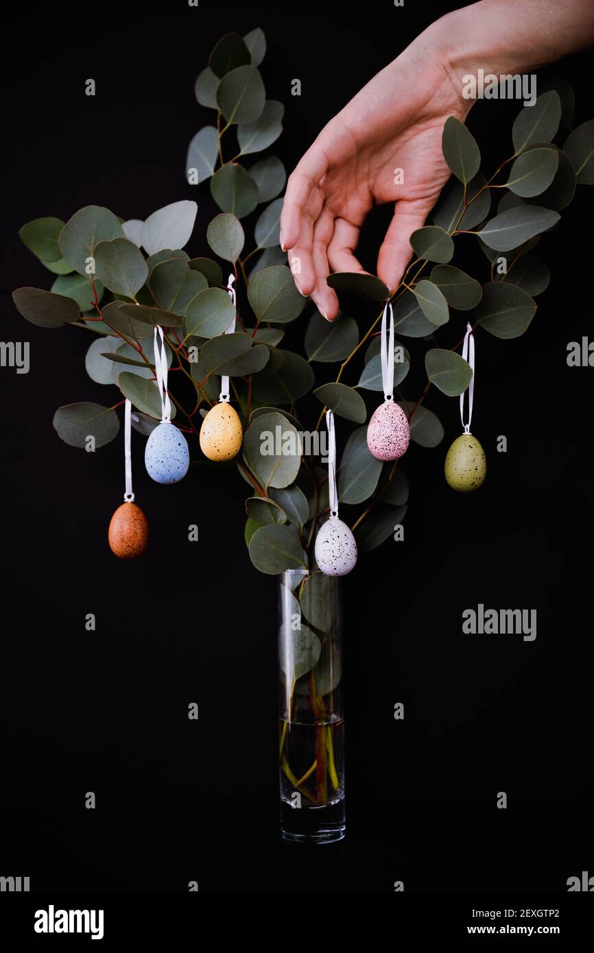 Decorating Eucalyptus branches with colored eggs in vase on black Stock Photo