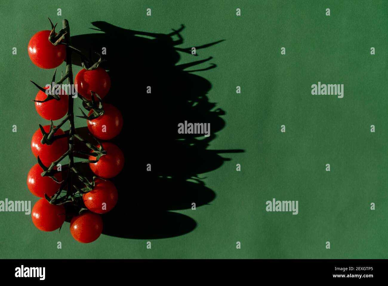 Cherry tomatoes on the branch on green background. Stock Photo