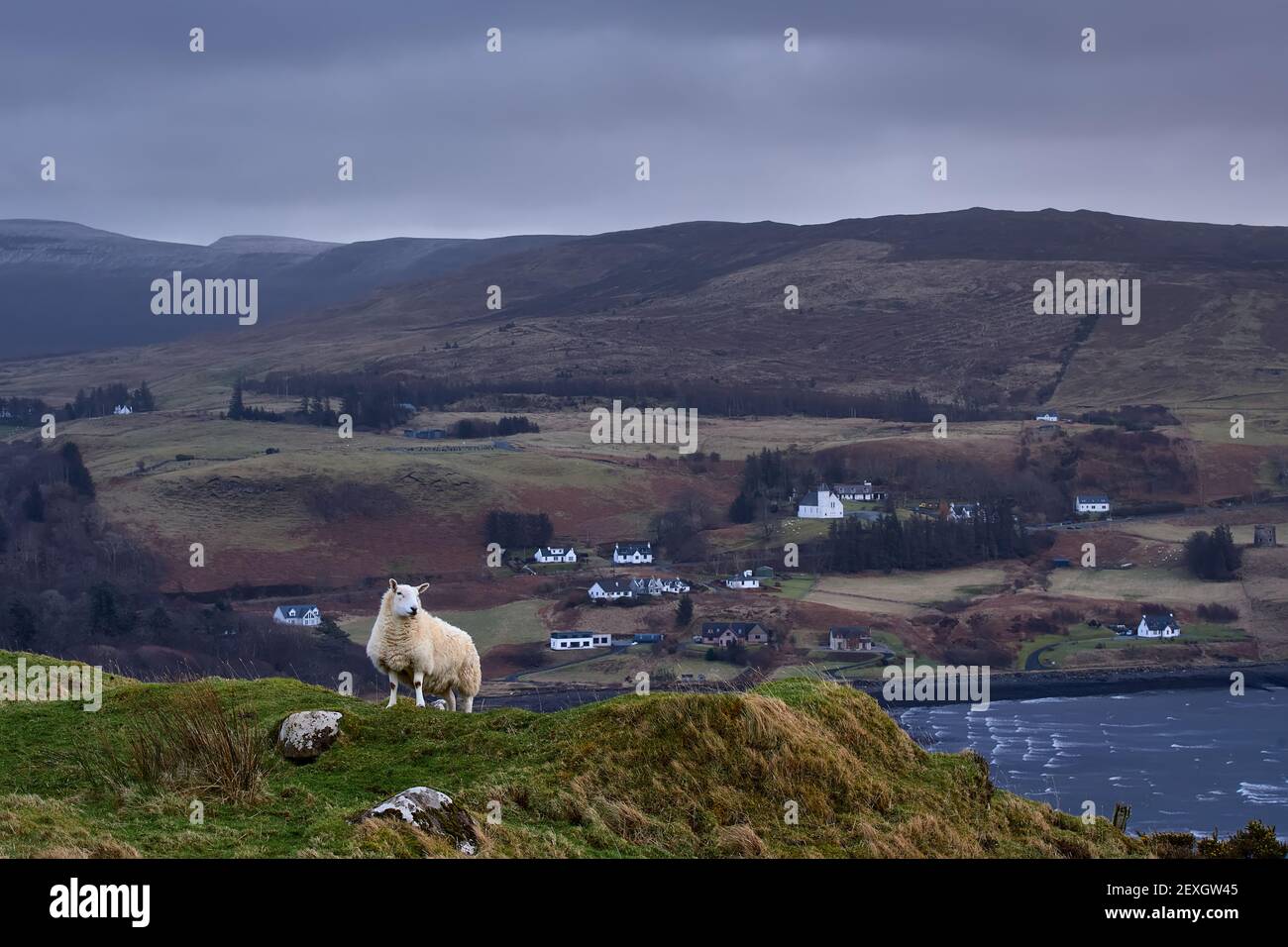 lamb or sheep on grassy cliffs of the Isle of Skye. Scottish Highlands. near rural houses and the coast. Stock Photo