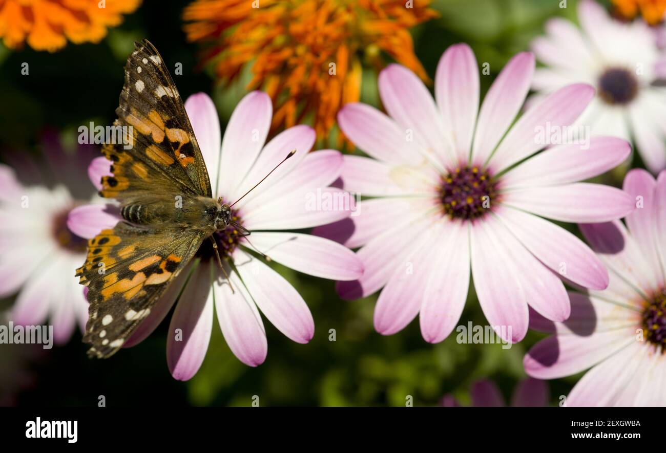 Painted Lady Butterfly Pink Daisy Floral Stock Photo