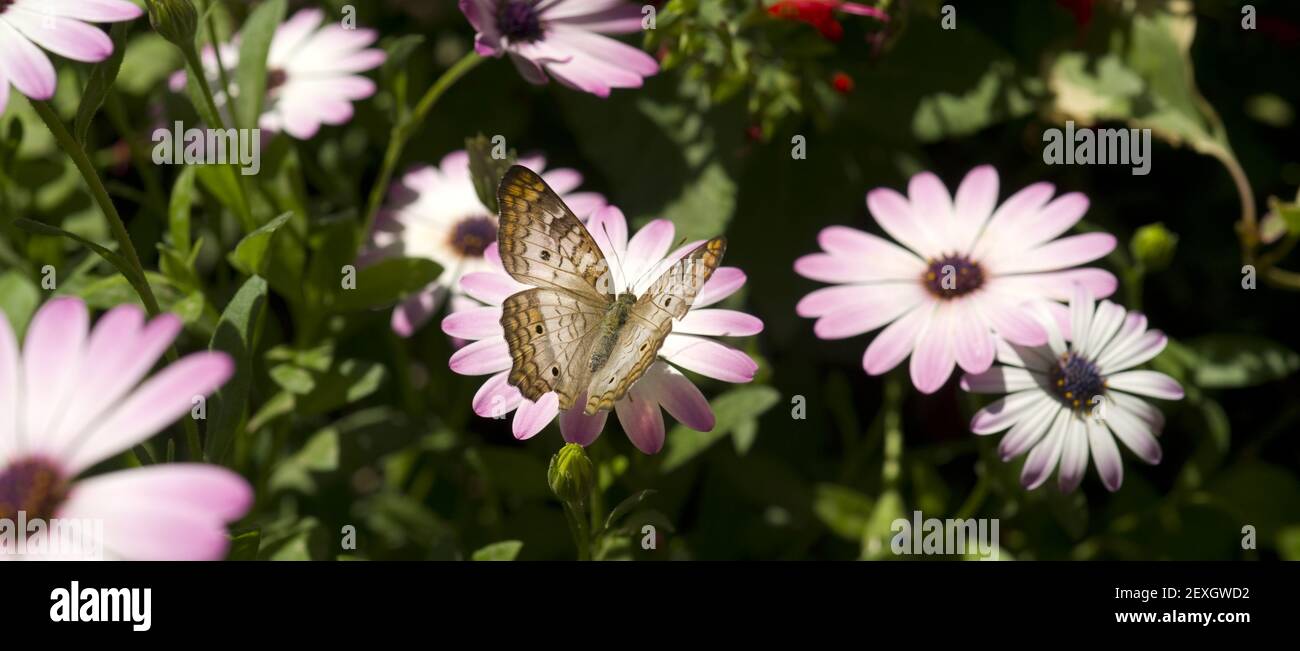 Garden Life Flight of Butterfly Stock Photo