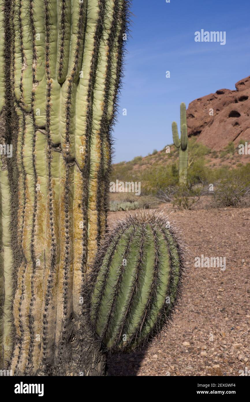 Arizona Desert Landscape Red Rocks with Cactus Stock Photo - Alamy