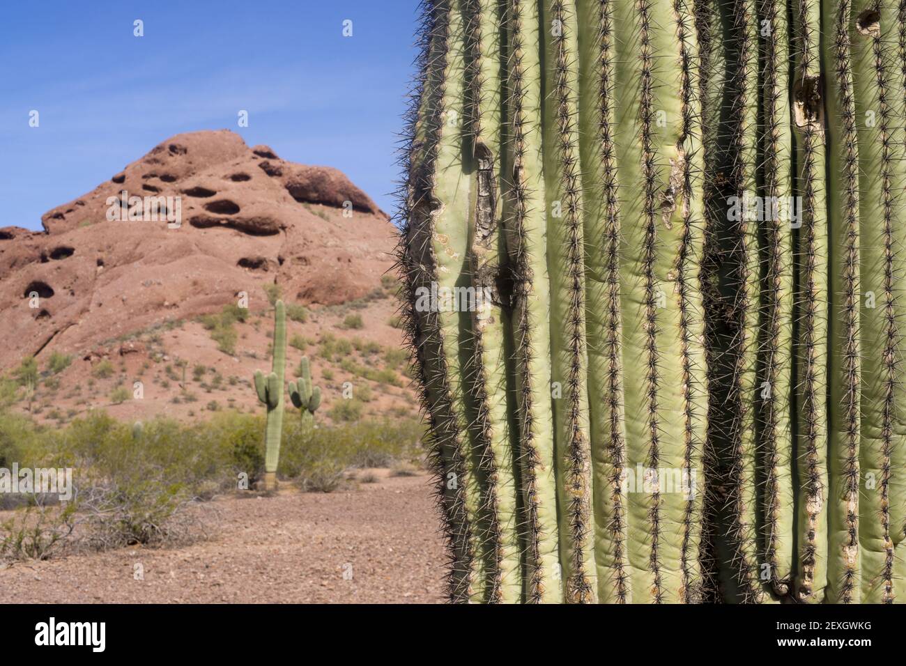 Arizona Desert Landscape Red Rocks with Cactus Stock Photo - Alamy
