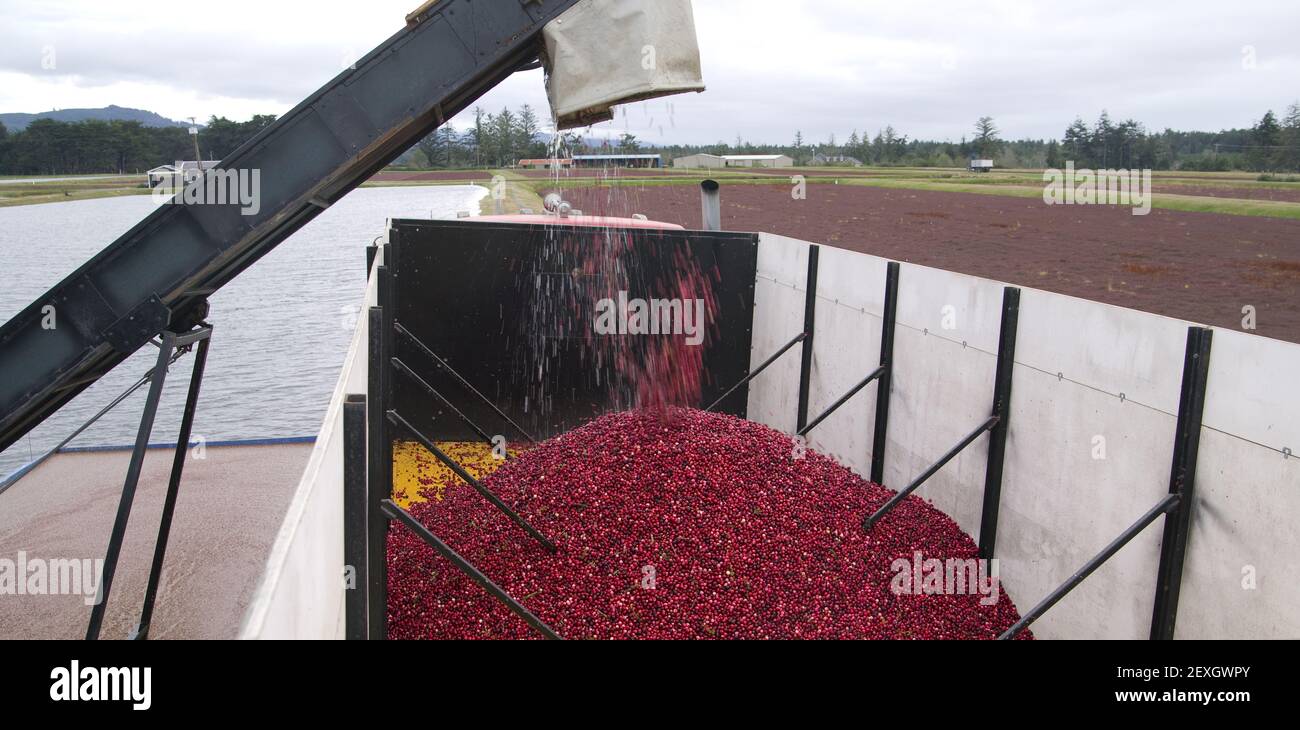 Truck Accepts Fruit During Cranberry Harvest Stock Photo Alamy