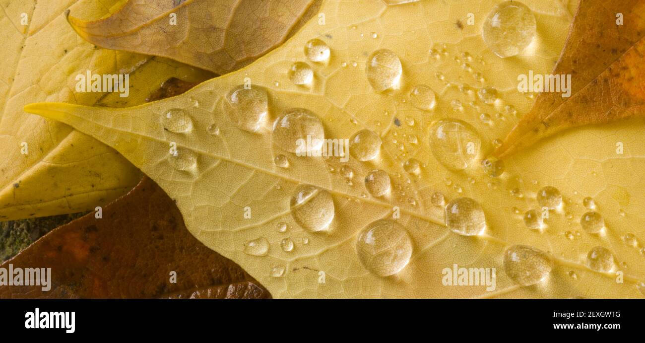 Leaf Drops Foliage Water Droplets Stock Photo