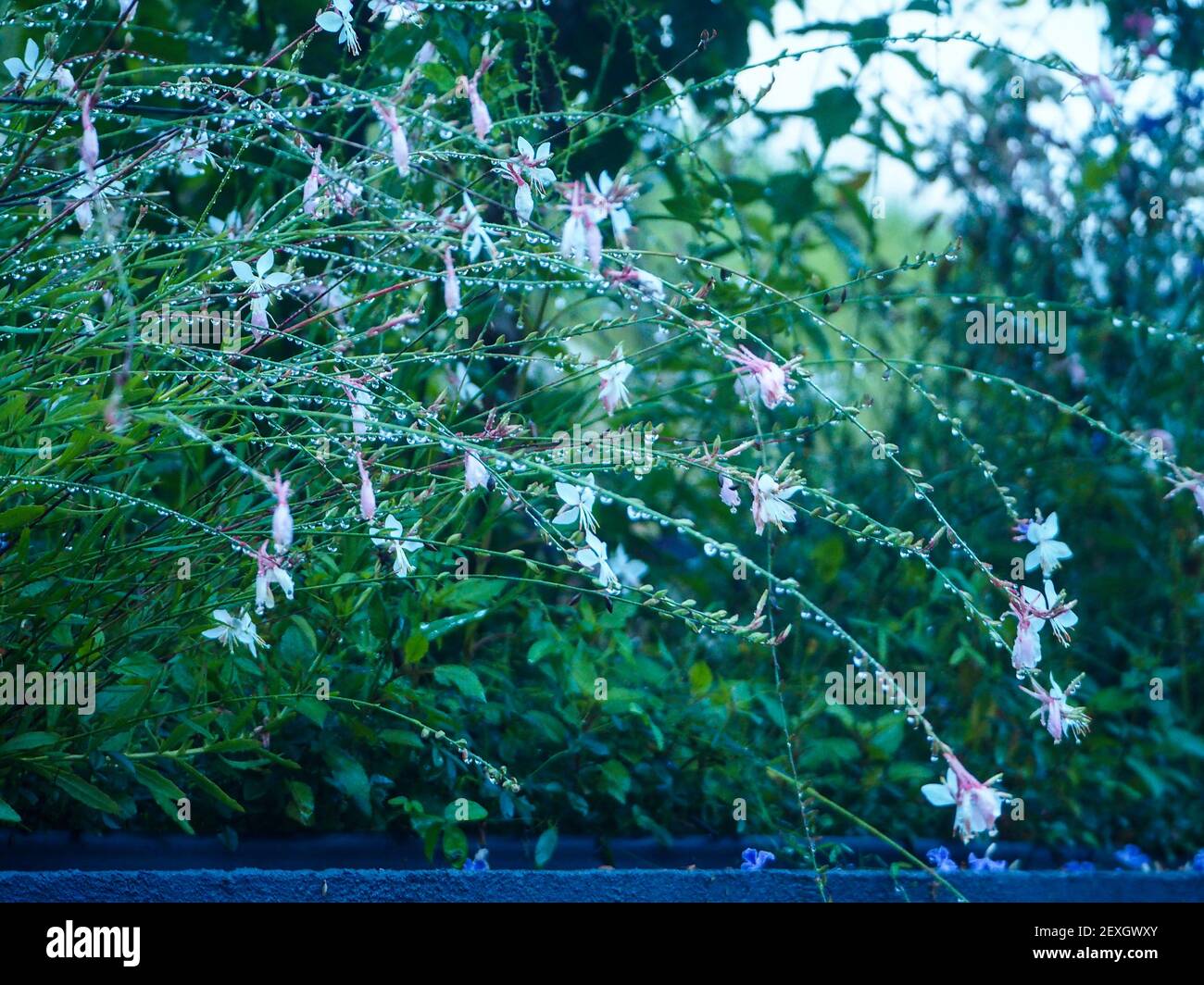 Wet Gaura flowers bending over with the weight of the water droplets