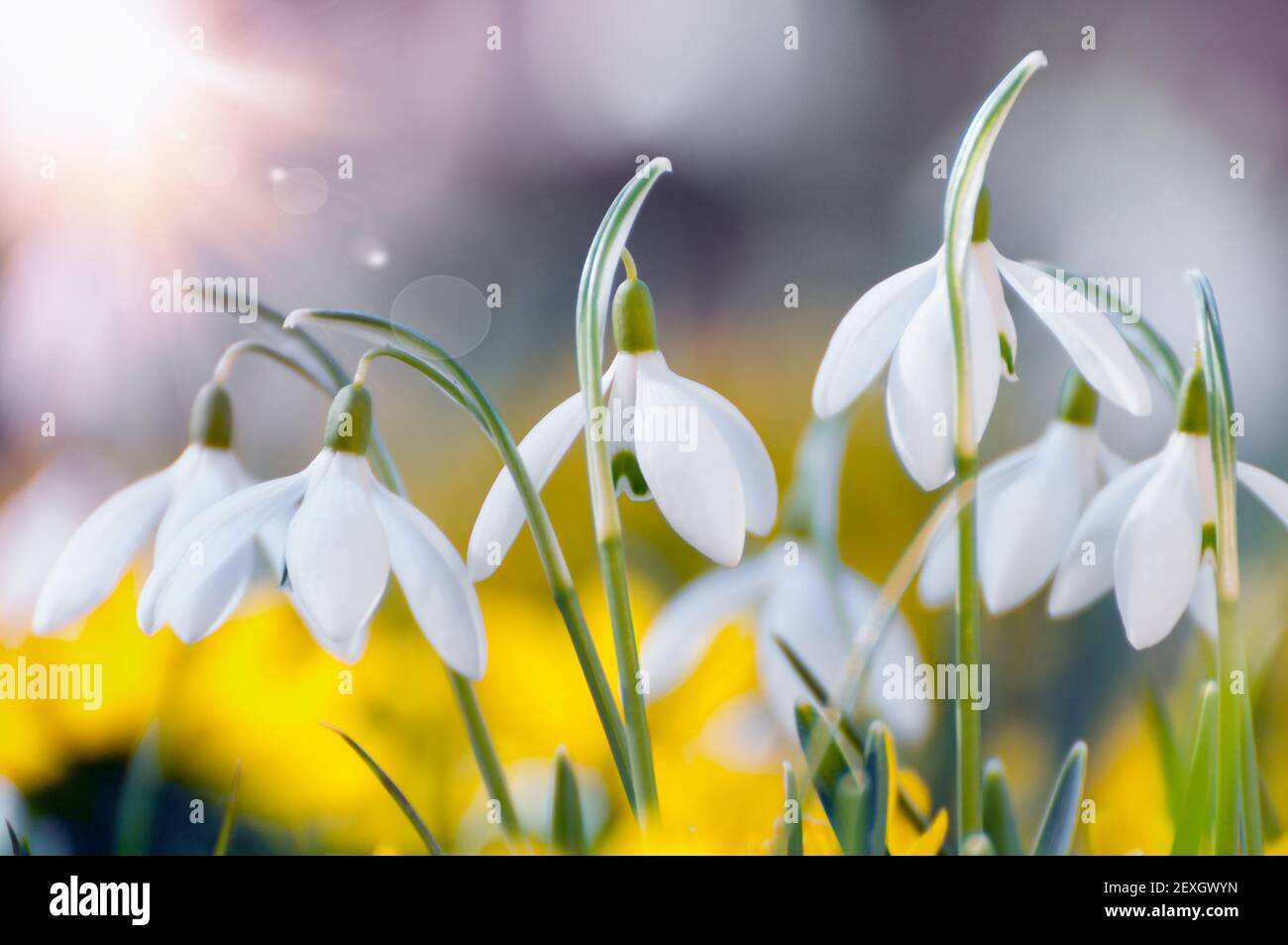 Blooming snowdrops and yellow Eranthis hyemalis in Stock Photo
