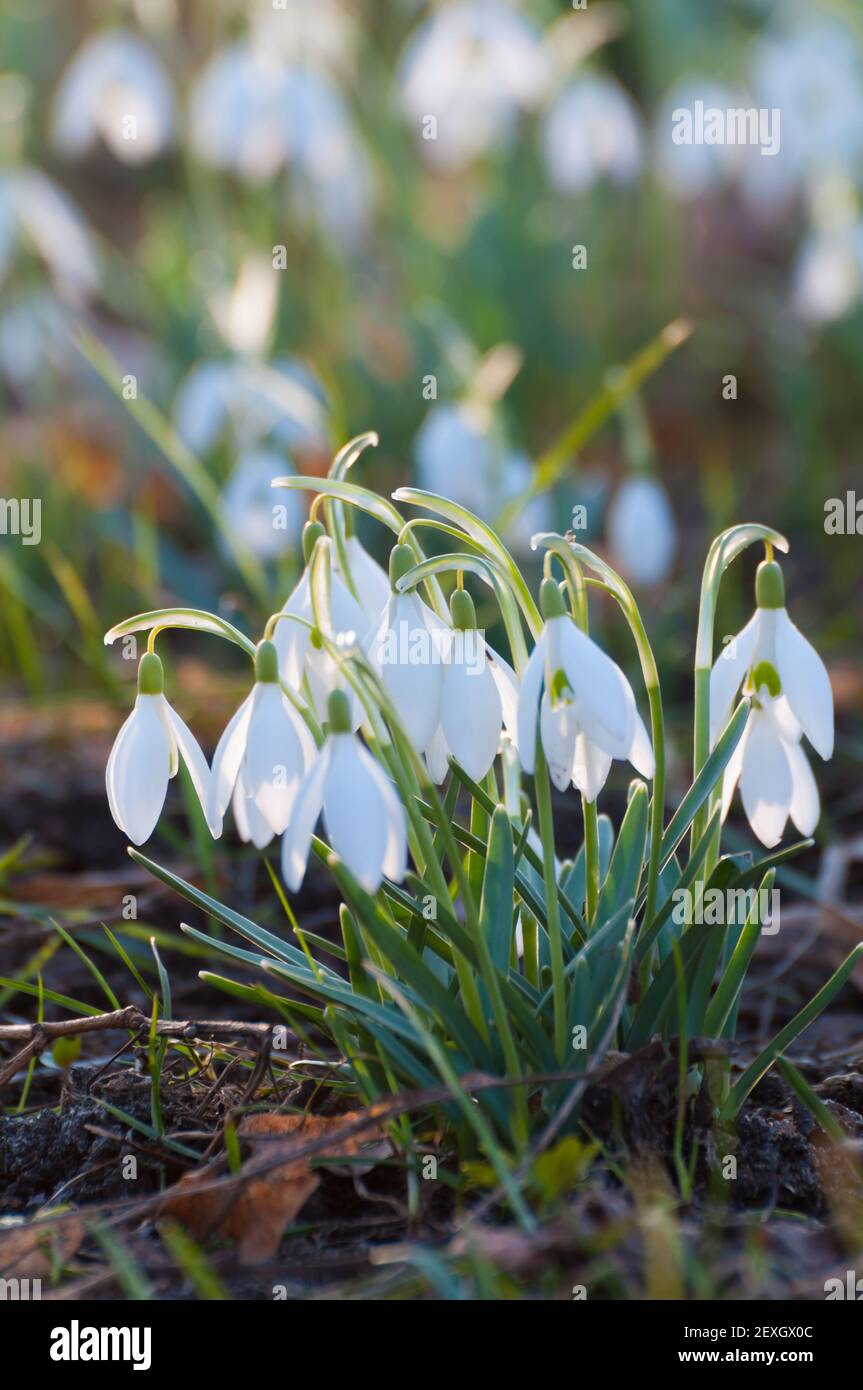 Blooming snowdrops in early spring Stock Photo