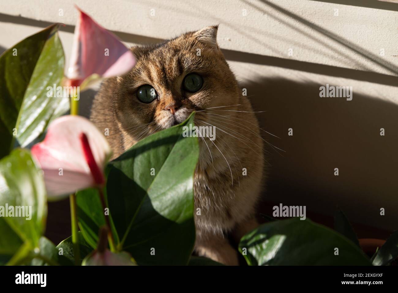 Cat eye flower hi-res stock photography and images - Alamy