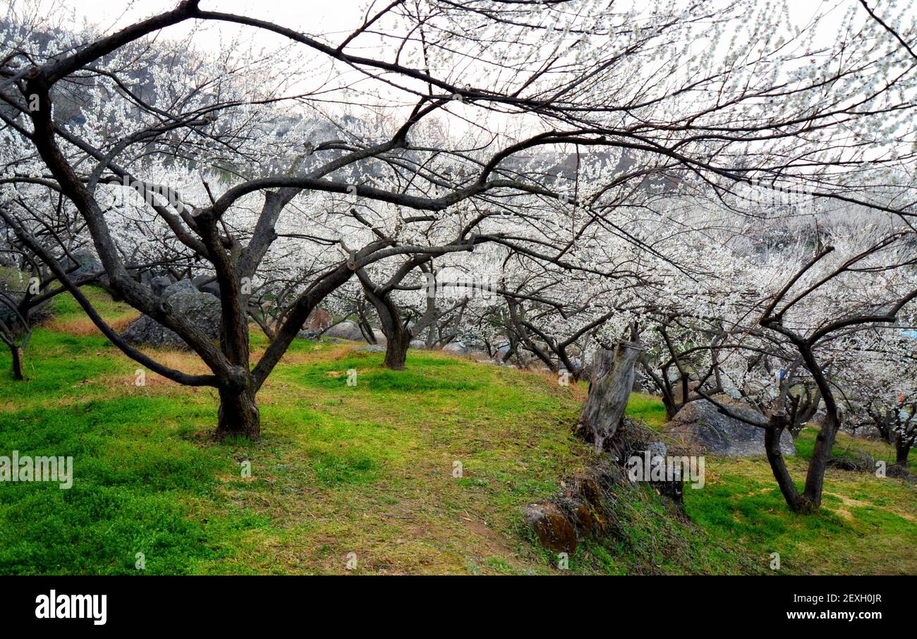 Plum trees in bloom at Maehwa village, Gwangyang, South Korea Stock Photo