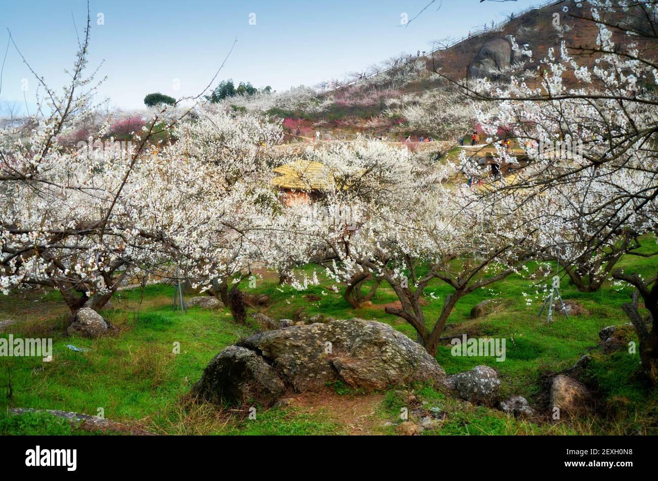 Plum trees in bloom at Maehwa village, Gwangyang, South Korea Stock Photo