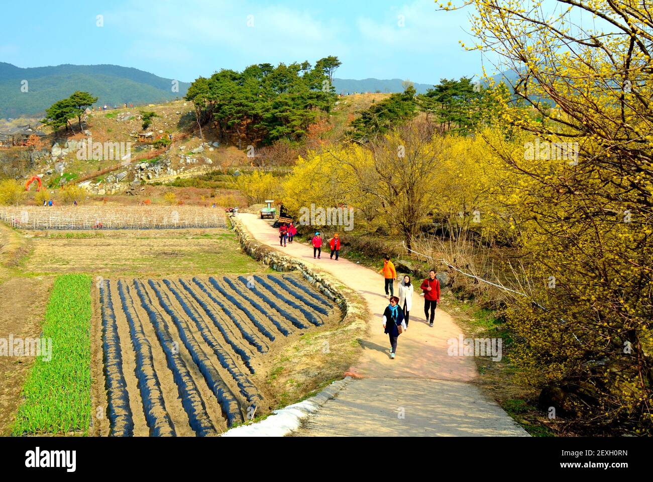 Landscape of Gurye county (South Korea) during Sansuyu flower festival Stock Photo