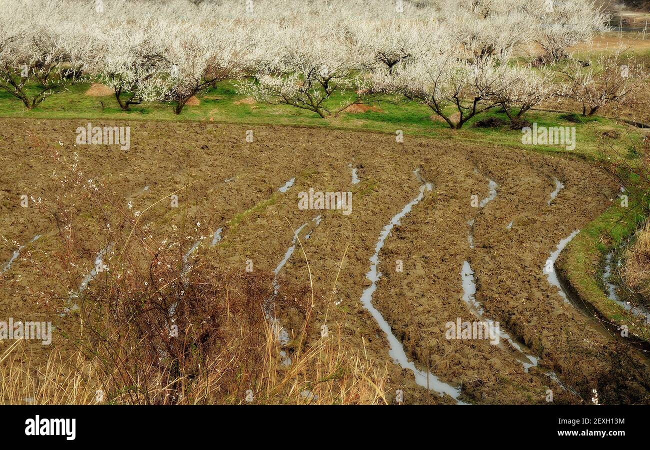 Plowed field during springtime in Maehwa village, Gwangyang, South Kore Stock Photo
