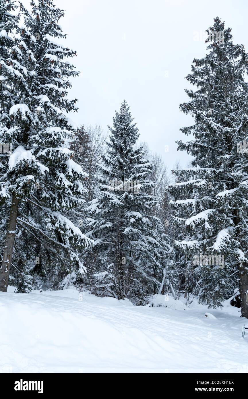 A beautiful winter landscape with snow-covered fir trees in a forest ...