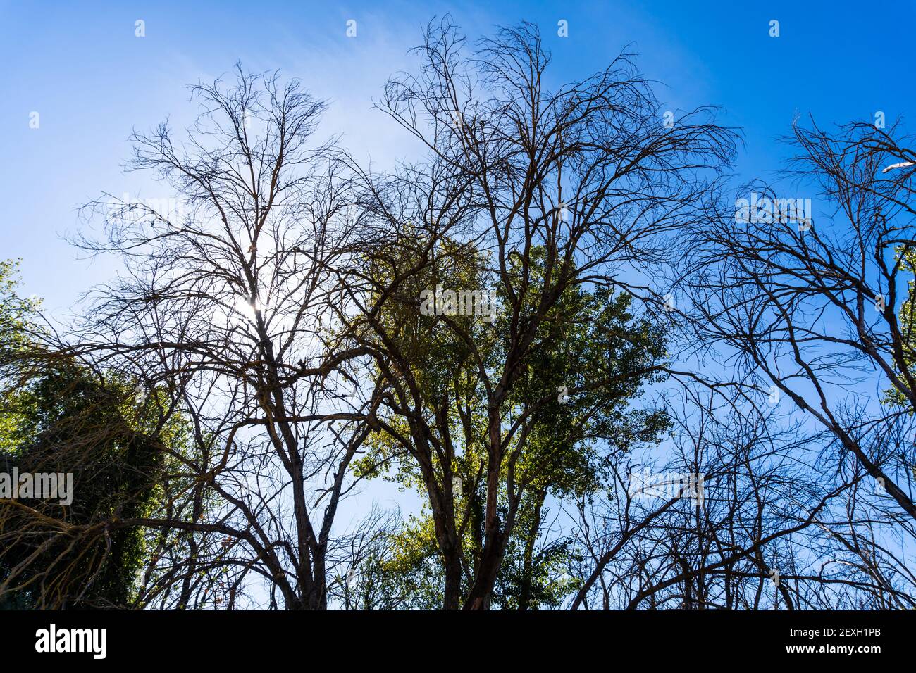 Stock photo of trees branches against blue sky Stock Photo - Alamy