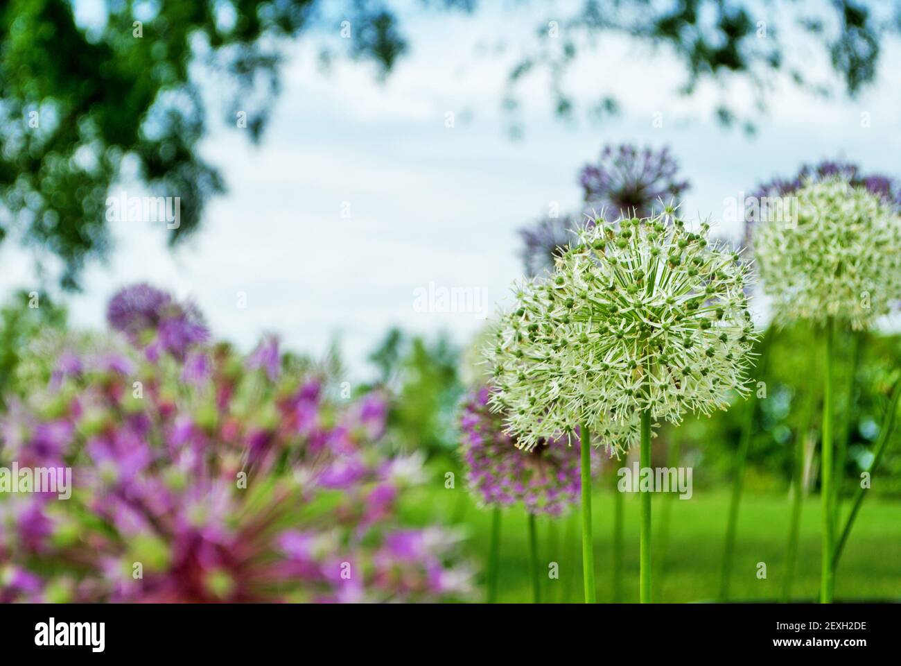 Lucy ball flower hi-res stock photography and images - Alamy