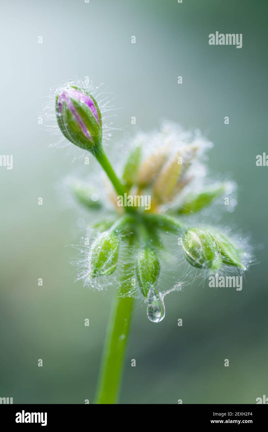 Bud of geranium just before blooming Stock Photo Alamy