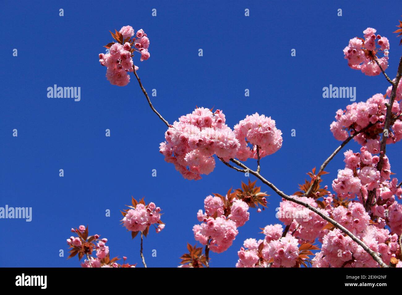 Tree with pink flowers Stock Photo