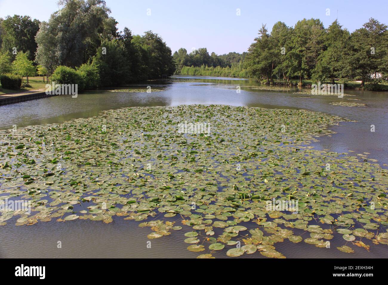 A river of water lilies Stock Photo