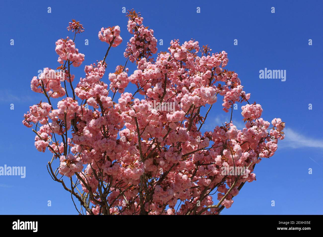 Tree with pink flowers Stock Photo