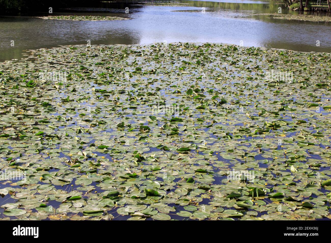 A river of water lilies Stock Photo