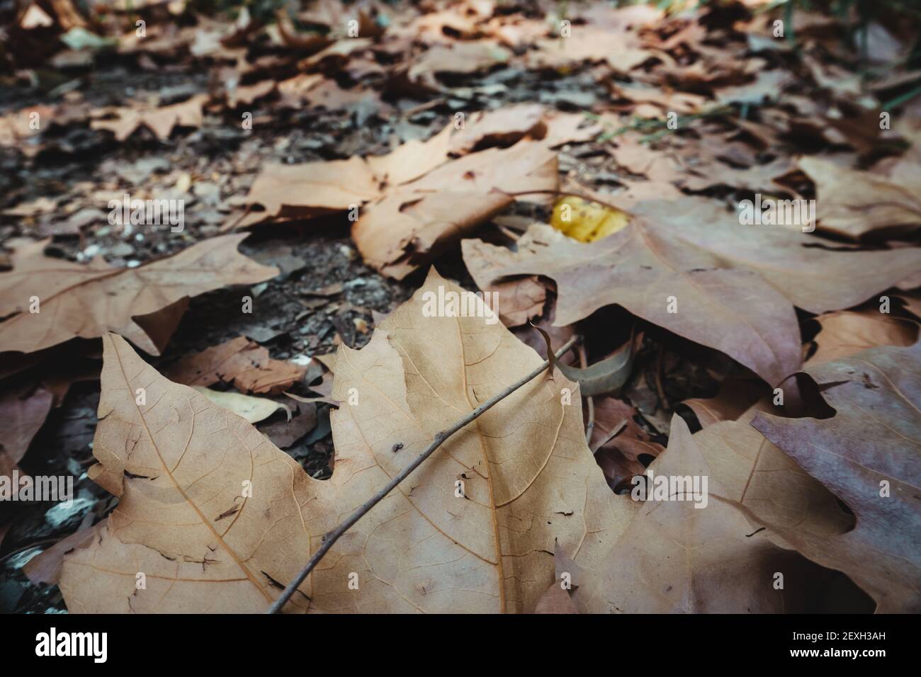 Stock photo of dry autumn leaves fallen on the ground in the ...